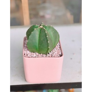 Xương rồng astro size nhỏ