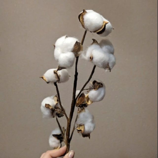 COTTON FLOWER - Hoa Bông Gòn Bất Tử Trang Trí, Làm Handmade