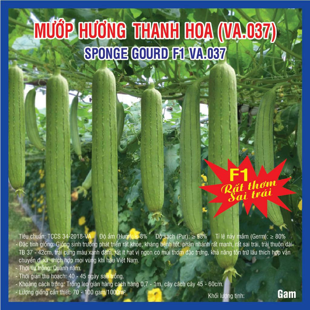 Hạt giống Mướp Hương F1 Thanh Hoa (VA.037)