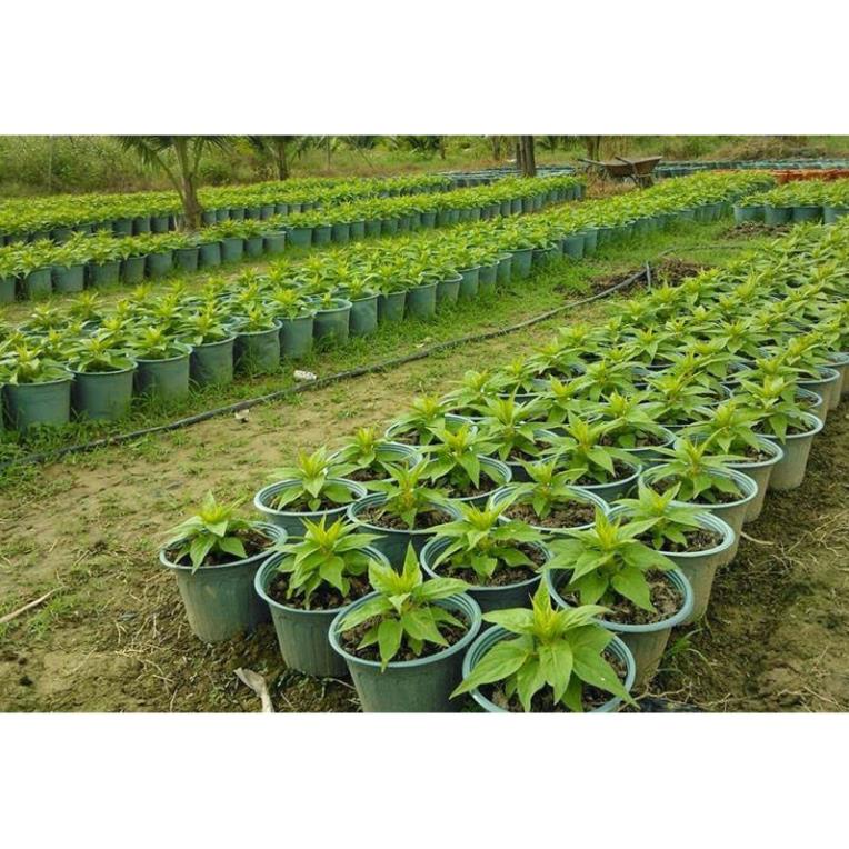 Hạt Giống Hoa Mào Gà Búa Mix Nhiều Màu  - MUA 3 TẶNG 1 CÙNG LOẠI