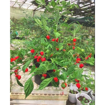 Cây giống ớt Carolina - ớt cay nhất thế giới - Capsicum chinense 'Carolina Reaper' - Trang Flowers