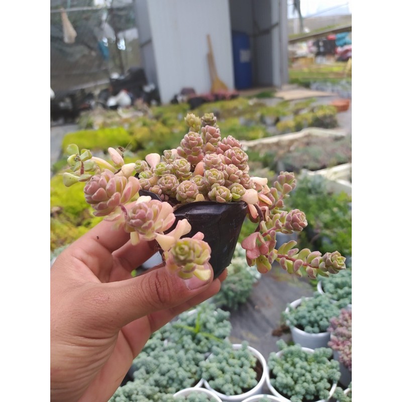 SEN ĐÁ SEDUM HOA HỒNG PHÁP 🥝 ĐÀ LẠT 🥬 HƯ 1 ĐỔI 1 ❄️ SIÊU CUTE