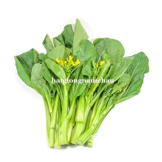 20gr - hạt giống cải ngọt ăn bông