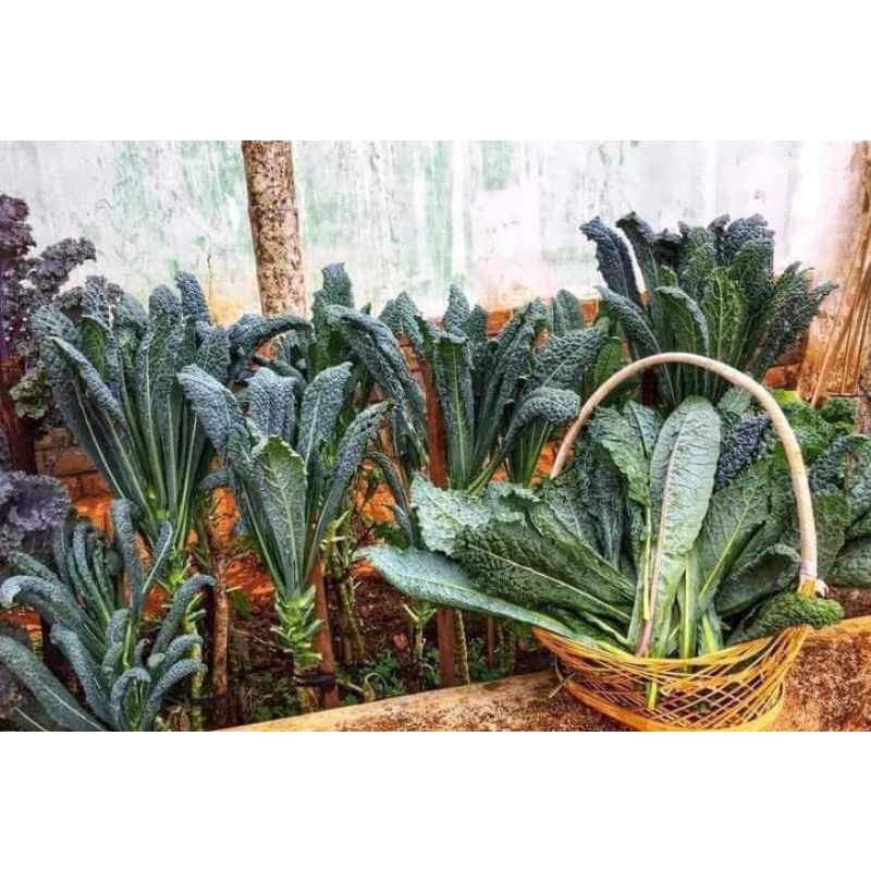 Hạt giống Cải Kale Khủng Long (Cải Xoăn Kale Laci Ý) dễ trồng