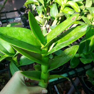 1chậu Hoa lan Denro Màu