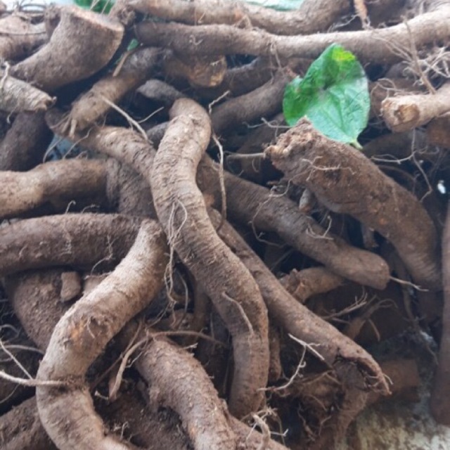 1KG CỦ GAI HOÀ BÌNH