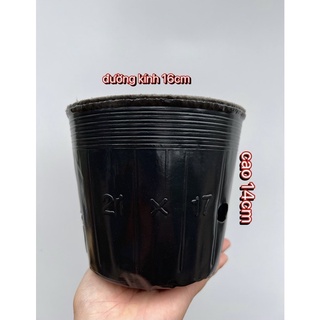 Bầu ươm cây🎁freeship🎁 21*17