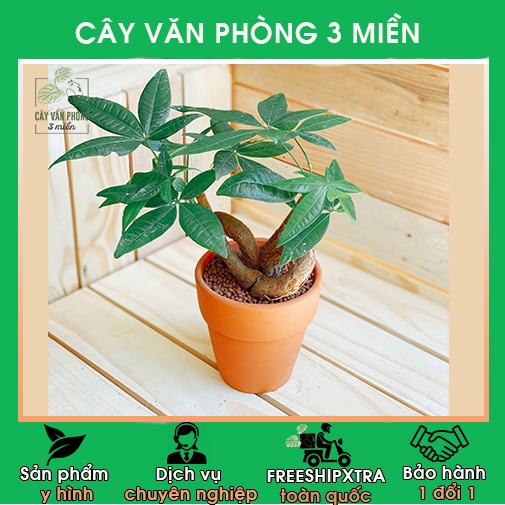 Cây Kim Ngân Tim để bàn mini làm việc (hàng hot khó kiếm) LOẠI 1