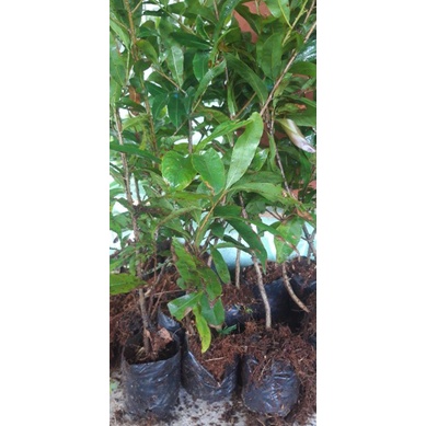 10 mai vàng quấn rễ 50cm trở lên