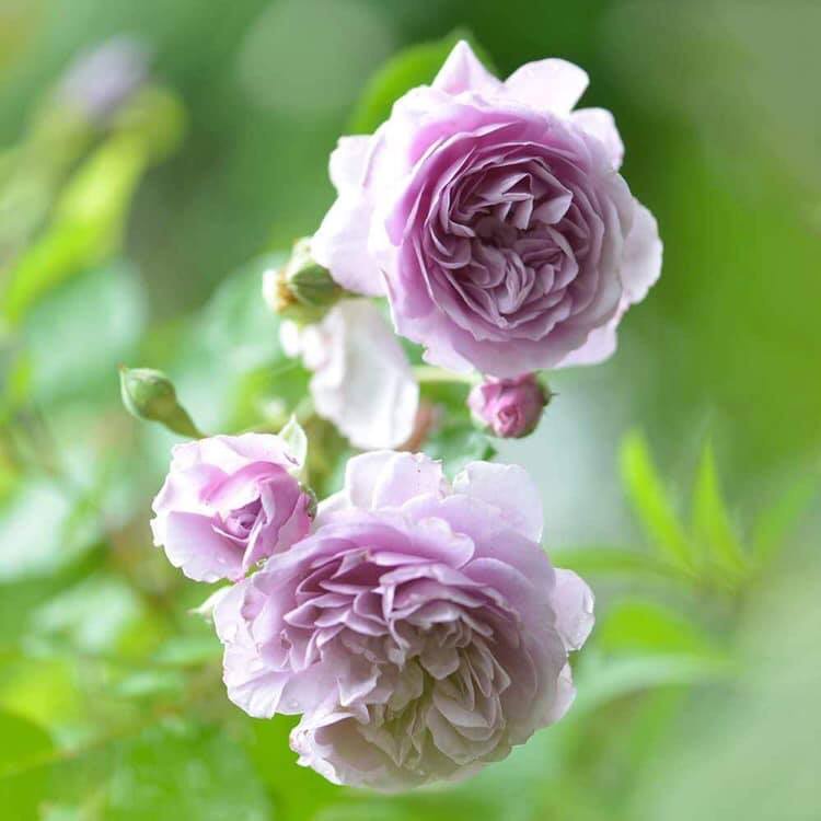 Hoa hồng leo Rainy Blue Rose bông hồng tím mộng mơ-Hoangoaimelinh