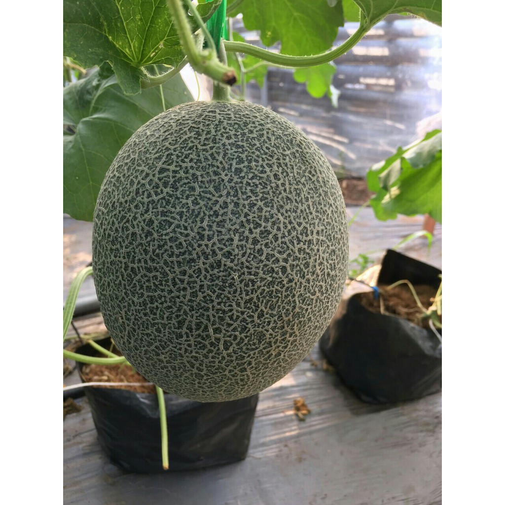 Hạt giống dưa lưới T-one quả dài, giòn, ngọt - gói 20 hạt_KIEU FARM