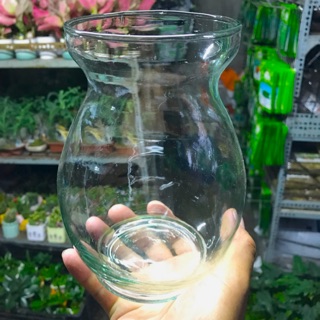 Chậu Thuỷ Tinh trồng cây nuôi cá tặng kèm 5 nhánh trầu bà(10cmx18cm)