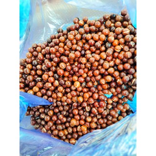 Hạt giống đàn hương trắng