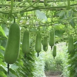 Hạt Giống Bí Đao - Bí Xanh 2gr