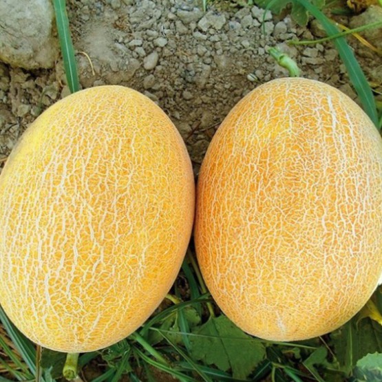 Hạt giống dưa lưới da vàng (tặng phân)