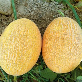 Hạt giống dưa lưới da vàng