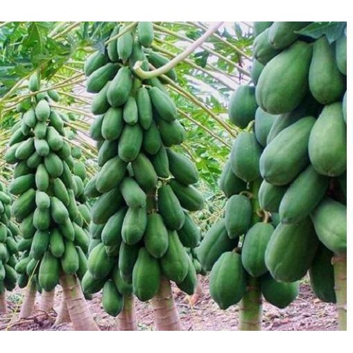 Hạt giống đu đủ lùn Thái Lan ruột gấc  siêu quả 10 hạt/gói