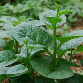 Hạt Giống Rau Mồng Tơi Xanh F1 - 20 gram