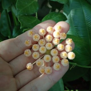 Cây giống hoya Obscura ( cẩm cù obscura)