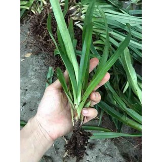 Cây bạch hạc hải âu