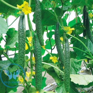 Hạt giống dưa chuột Nhật Bản Dưa chuột khổng 20h