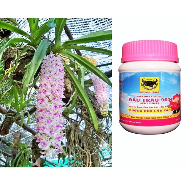 Phân Bón NPk Hoa, Cây Kiểng, Phong Lan Hiệu Đầu Trâu 901 Hủ 100gr, Npk Đầu Trâu, 901, Dưỡng Hoa Đầu Trâu,