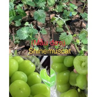 Cây Nho Mẫu Đơn Nhật ( giống đã thuần )