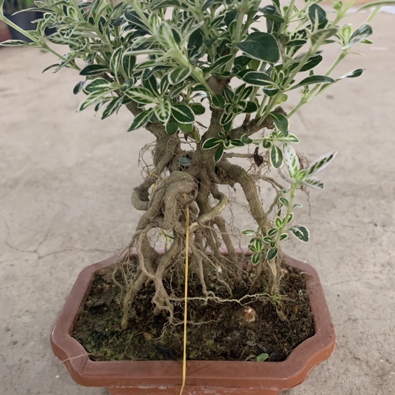 Cây bạch tuyết mai bonsai cao 20cm, nhánh lá xum xuê tươi tốt, cây cảnh để bàn phong thủy mang đến tài lộc may mắn