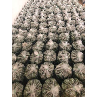 Nem chua Thanh Hoá (10 cái )