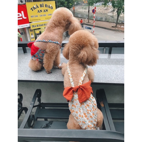 Bikini hoa nhí phối bản nơ to cho chó mèo/Quần sinh lý cún cái cao cấp