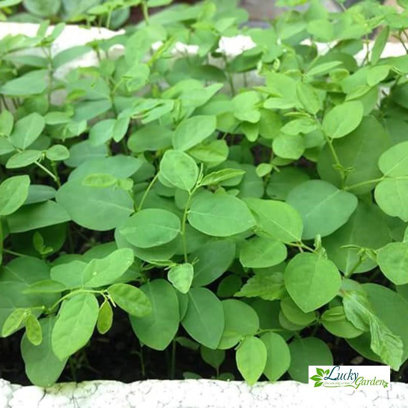 1g Hạt giống Rau ngót   XTRA