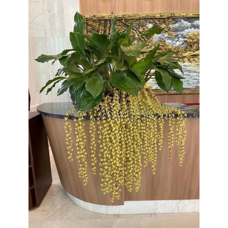 🍀HÀNG ĐẸP🍀Hoa Lan Tục đoạn đuôi Phượng