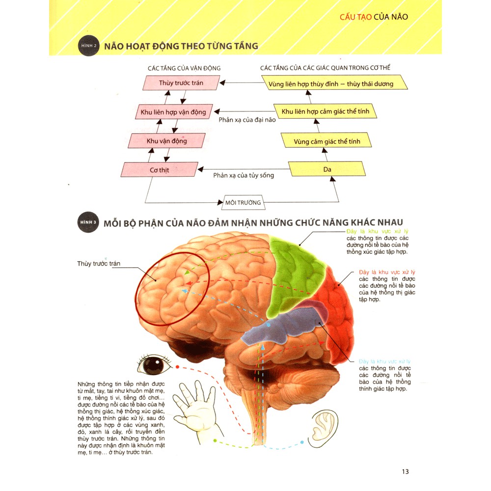 Sách - Nuôi Dưỡng Não Trẻ Từ 0 - 2 Tuổi | BigBuy360 - bigbuy360.vn
