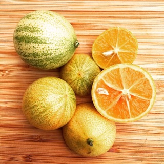Cây tắc cẩm thạch ( cây quất cẩm thạch ) - 1 cây