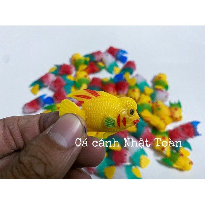 CÁ LA HÁN GIẢ NHỎ LÀM CÁ KÈ CHO LA HÁN