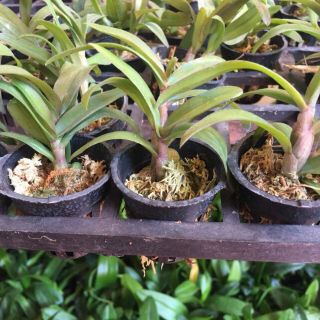 PHI ĐIỆP TÍM HÒA BÌNH ( combo 2 cốc)