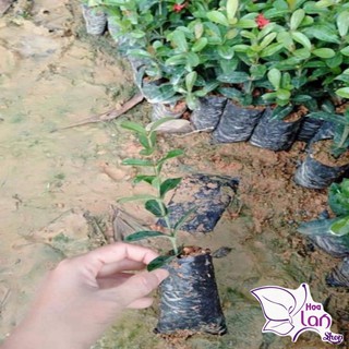 Mẫu Đơn Ta 🌲FREESHIP🌲 Đủ Màu [ Cây giống ]