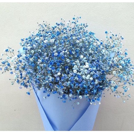 Bó hoa Ốc Quế Baby khô nhỏ xinh phụ kiện chụp ảnh, quà tặng, trang trí decor