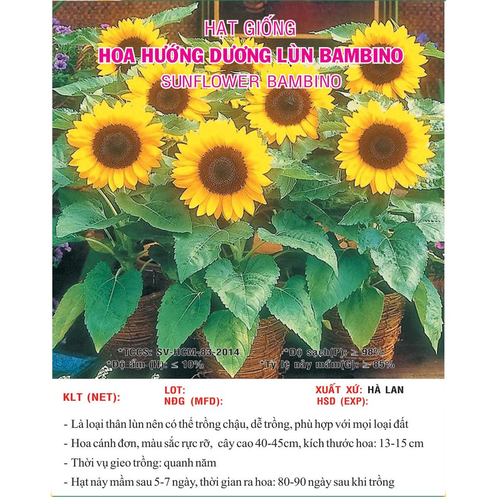 Hạt giống hoa Hướng Dương Lùn VTS105 | Vạn Tín Store