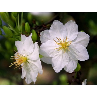 2 cây mai trắng giống ( bạch mai thái )