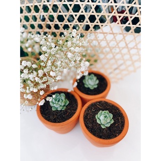 Chậu Sen Đá Mini - Sen Đá Đà Lạt
