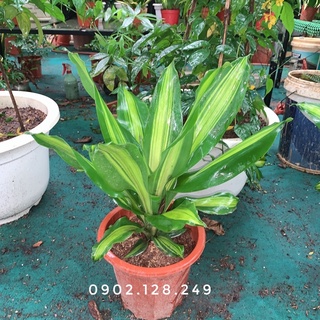 Cây thiết mộc lan