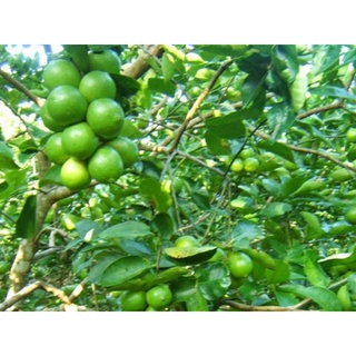 Cây giống Chanh Giấy Limca