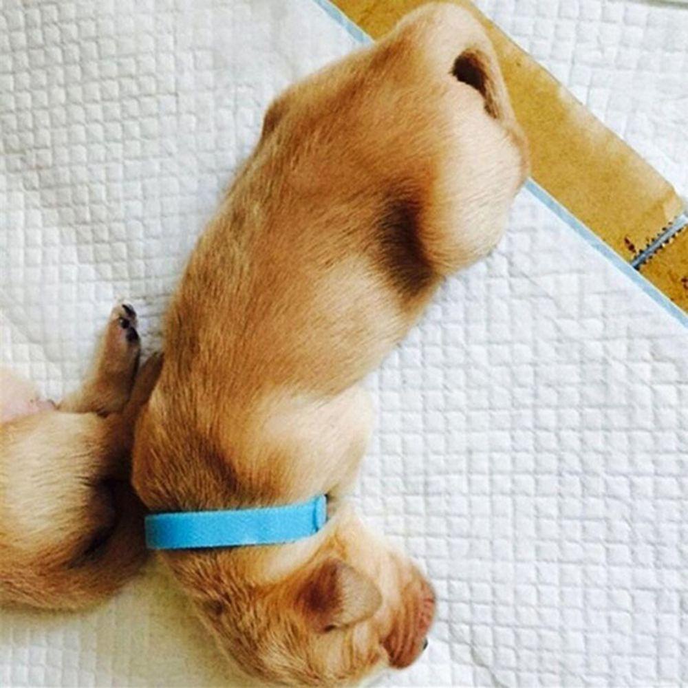 Set 1 / 15 Vòng Cổ Nylon Nhung Nhiều Màu Sắc Dùng Để Nhận Dạng ID Cho Thú Cưng