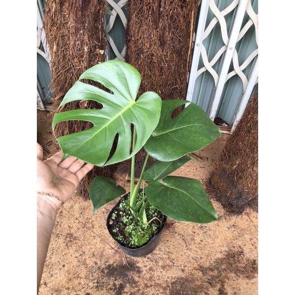 Monstera Deliciosa