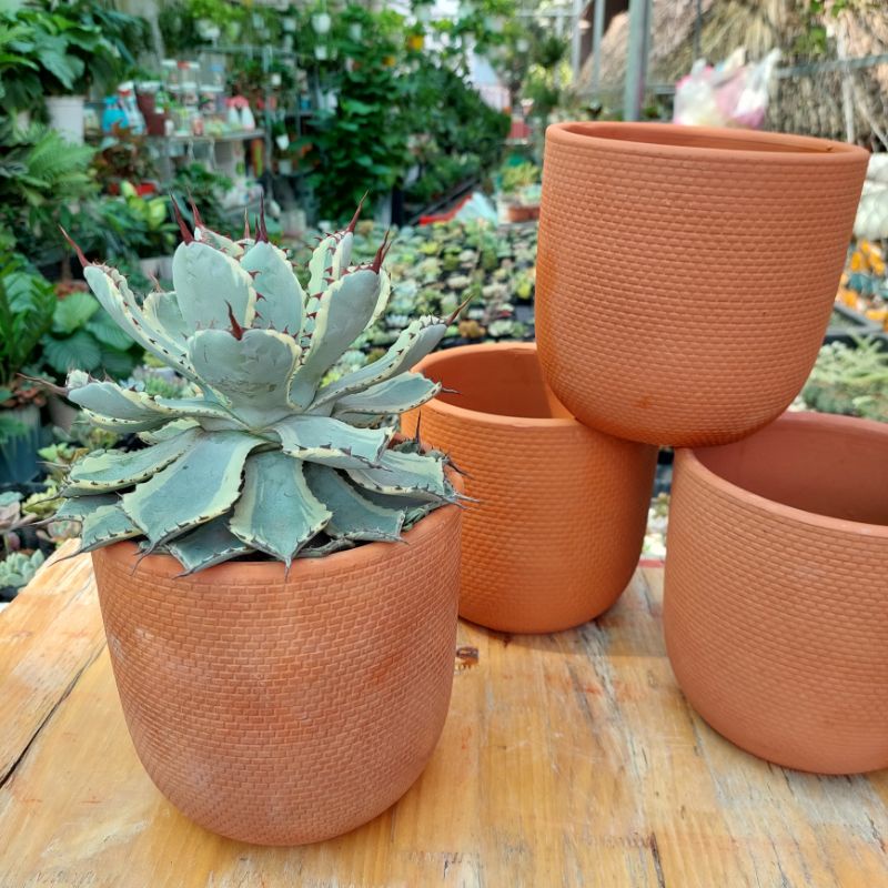 Chậu đất nung, Chậu sen đá - Trụ 1516, miệng chậu 15cm, chiều cao 16cm