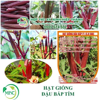 Sale off Hạt giống đậu bắp đỏ cực đẹp.