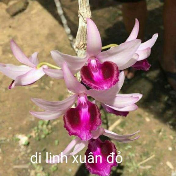 Lan Phi điệp di linh xuân đỏ, hoa đẹp, thơm giá rẻ