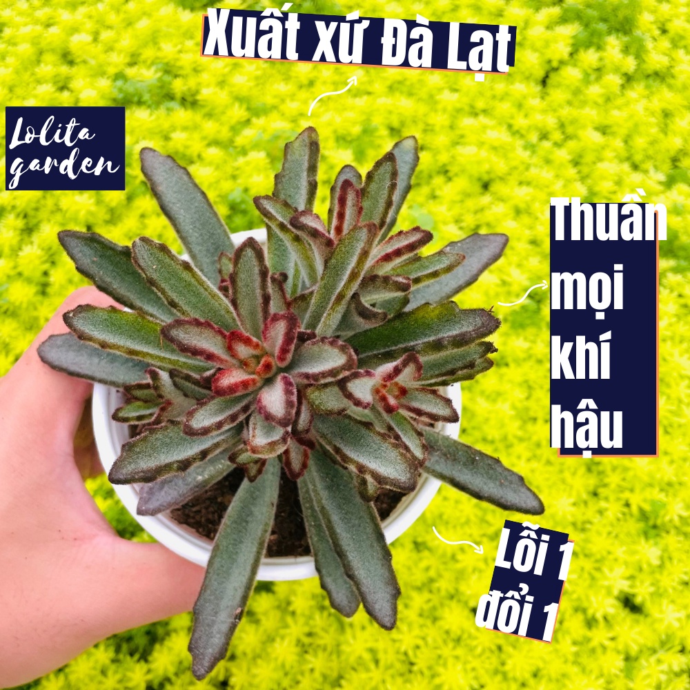 Sen đá nhung lông đen Đà Lạt size trung bình cây cảnh trang trí nhà cửa Lolita garden