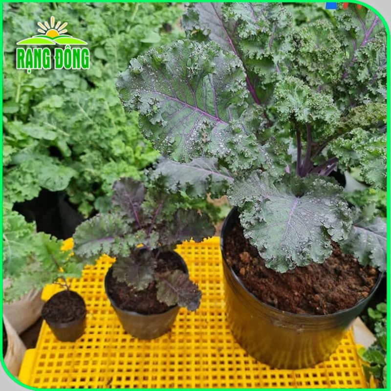 Hạt giống Cải Kale Tím - Hạt giống Cải Xoăn Kale Tím trồng quanh năm (gói 1 gr) - Hạt giống Rạng Đông